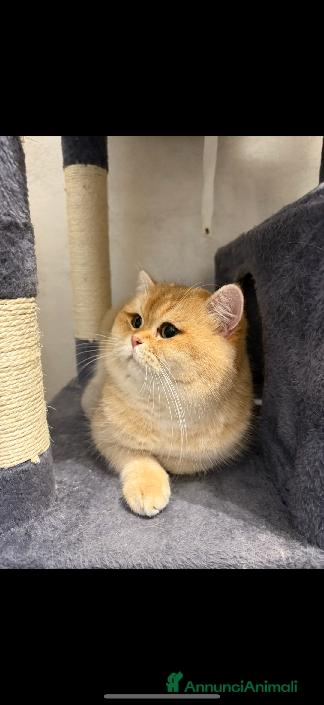 British gatti in vendita: British maschio chocolate Golden  - Annuncio 1