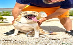 Altre razze cani in regalo: regina  - Immagine 3