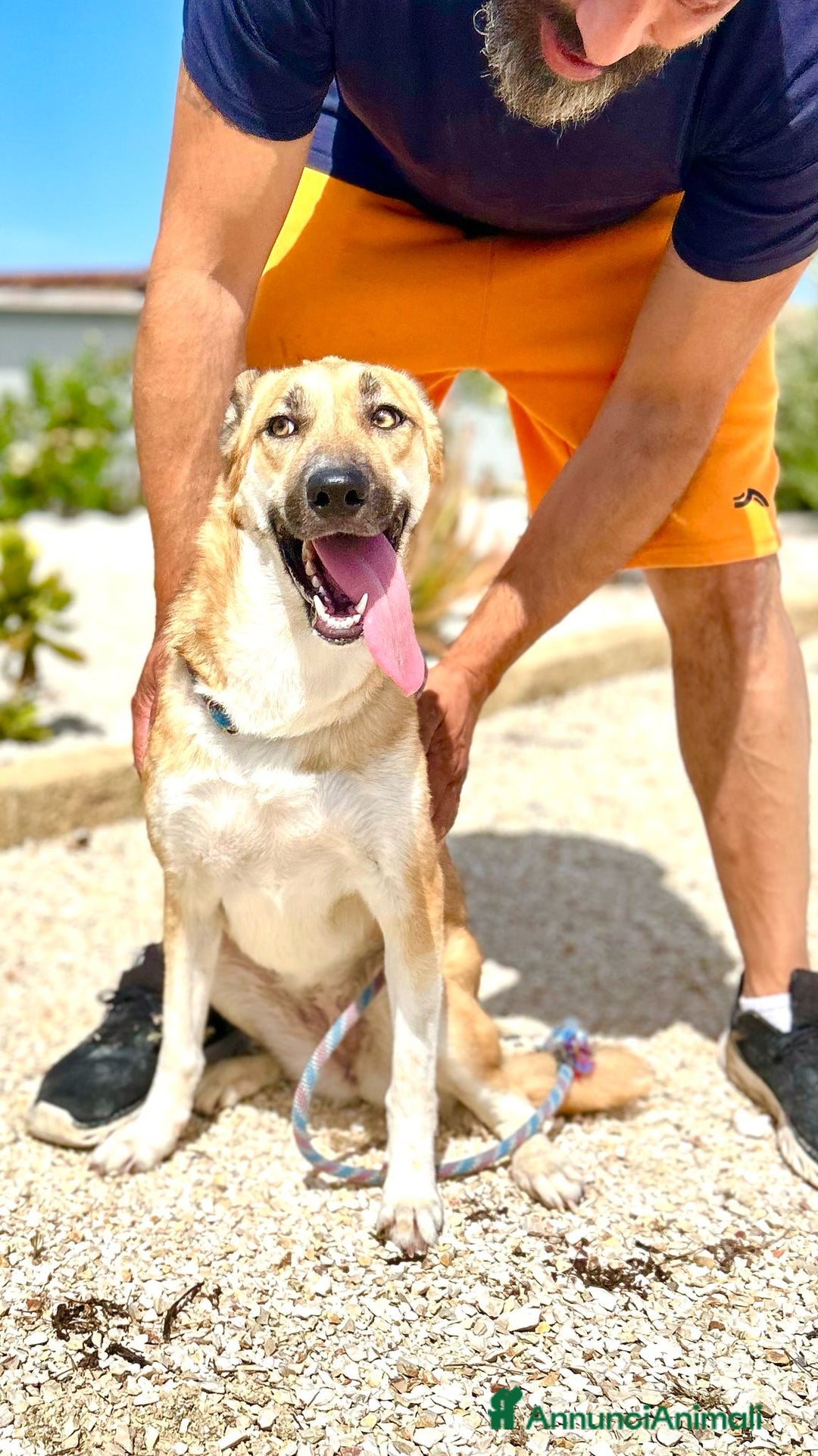 Altre razze cani in regalo: regina  - Immagine 3