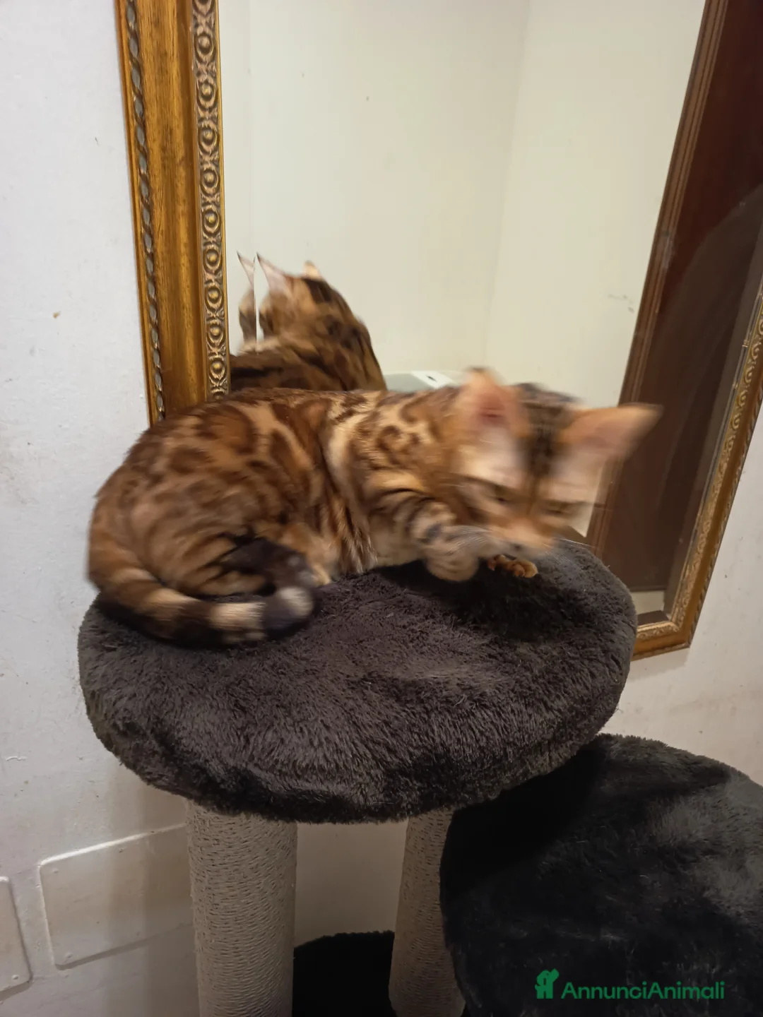 Bengala gatti in vendita: feminuccia Bengala  - Annuncio 3