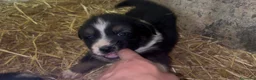 Australian Shepherd cani in vendita: Cuccioli pastore australiano  - Annuncio 3