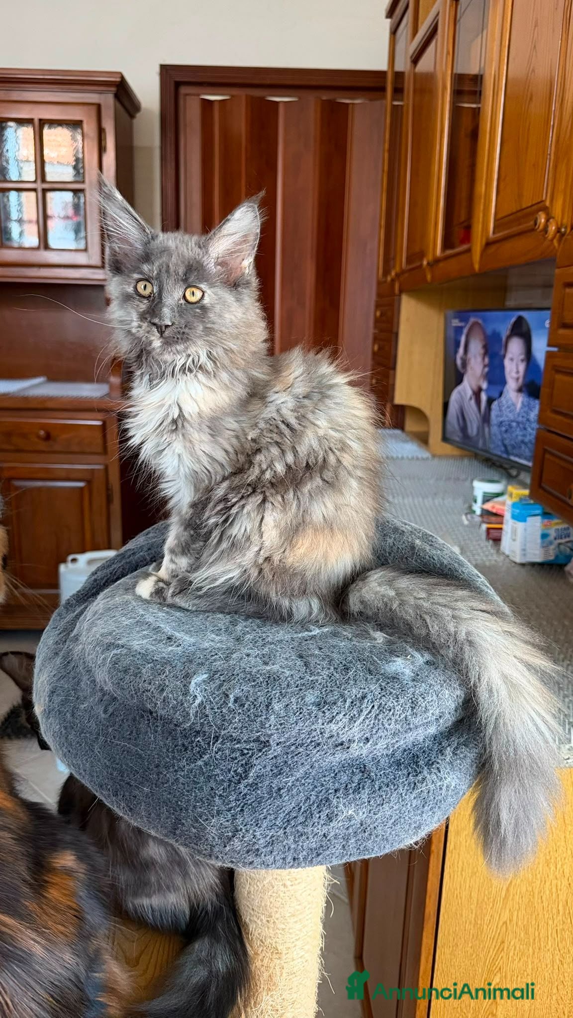Maine Coon gatti in vendita: Gattini Maine Coon - Annuncio 1