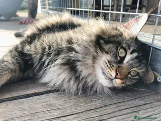 Maine Coon gatti Maine Coon pedigree - Annuncio 32