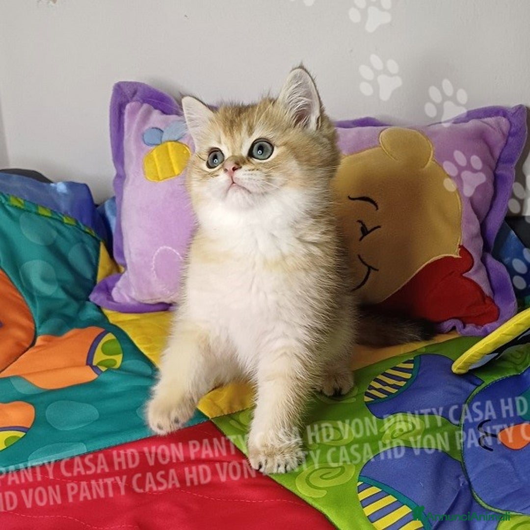 Scottish gatti in vendita: Cucciolo Scottish Straight a Villafranca di Verona - Immagine 7