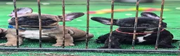 Bulldog Francese cani in vendita: Cuccioli di Bulldog francese - Annuncio 3