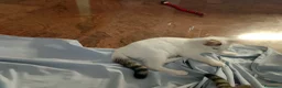 Meticcio gatti in regalo: Gattini  - Annuncio 11
