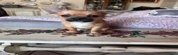 Chihuahua cani in vendita: Ultime 3 meraviglie a pelo lungo  - Annuncio 8