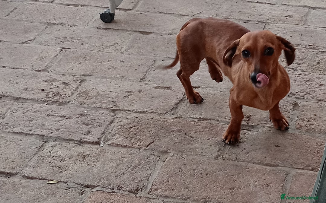 Bassotto cani in vendita: Bassotti - Annuncio 2