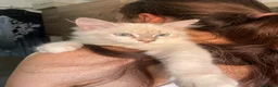 Siberiano gatti in vendita: Gattini Siberiani disponibili da agosto - Annuncio 2