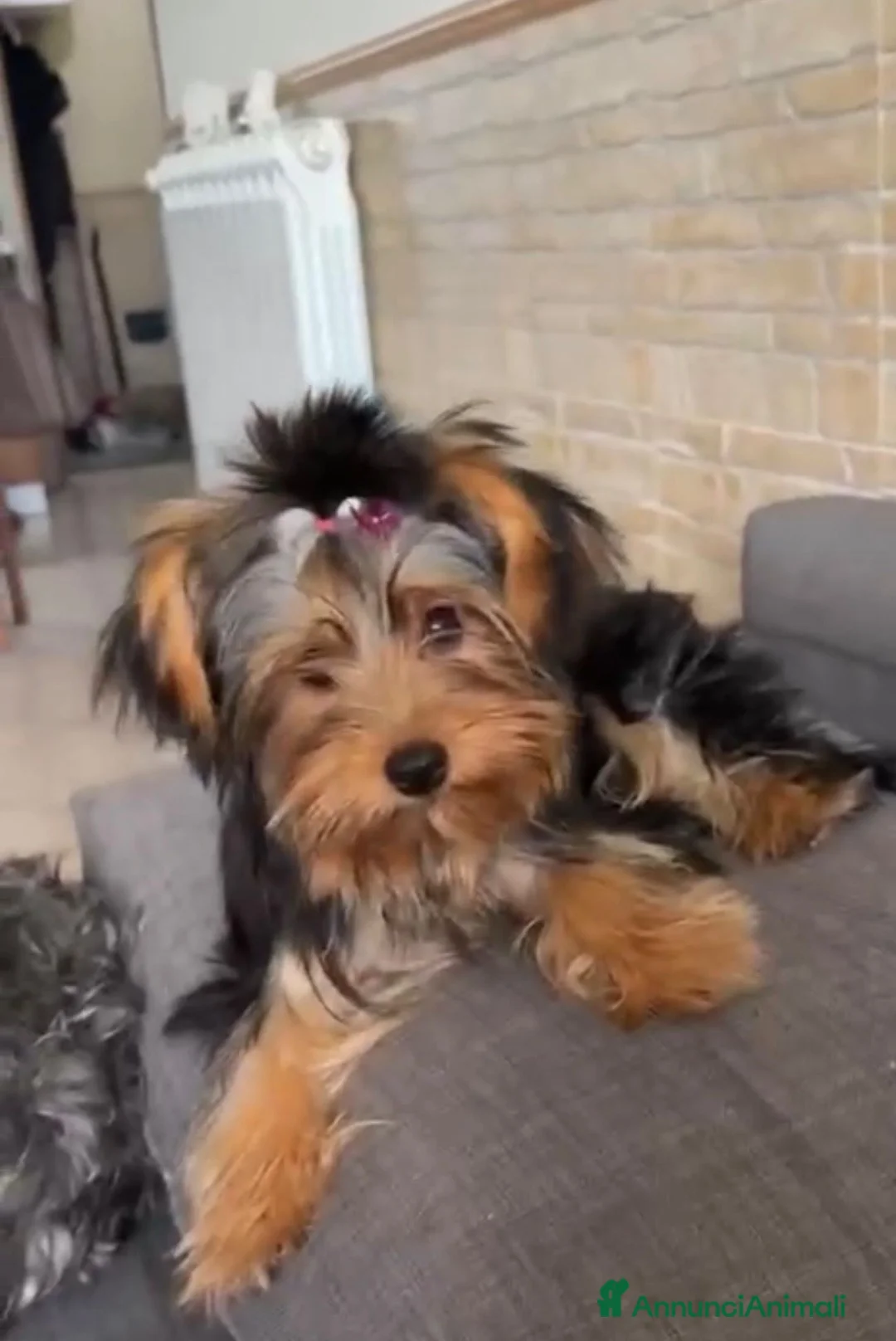 Yorkshire cani in vendita: YORKSHIRE  - Annuncio 4