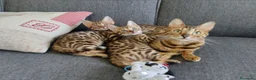 Bengala gatti in vendita: Bengala cuccioli pedegree a Provincia di Forlì-Cesena - Annuncio 13