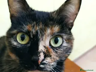 Meticcio gatti Gattina di 2 anni - Annuncio 2