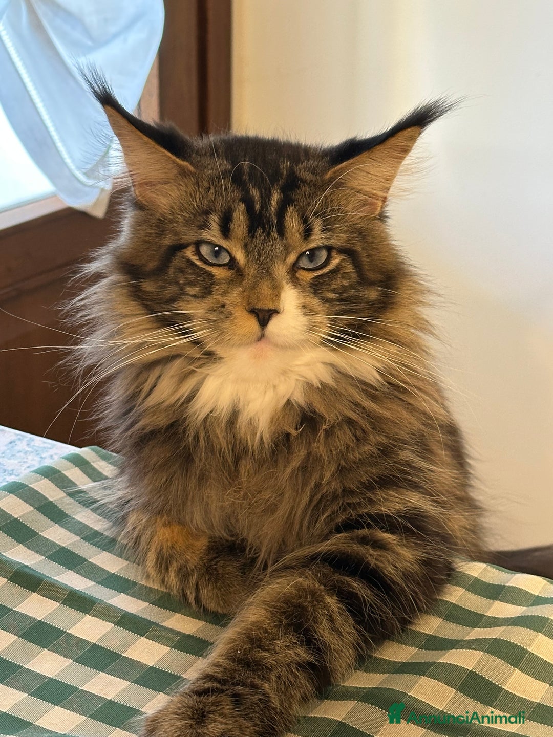 Immagine della galleria {{count}}