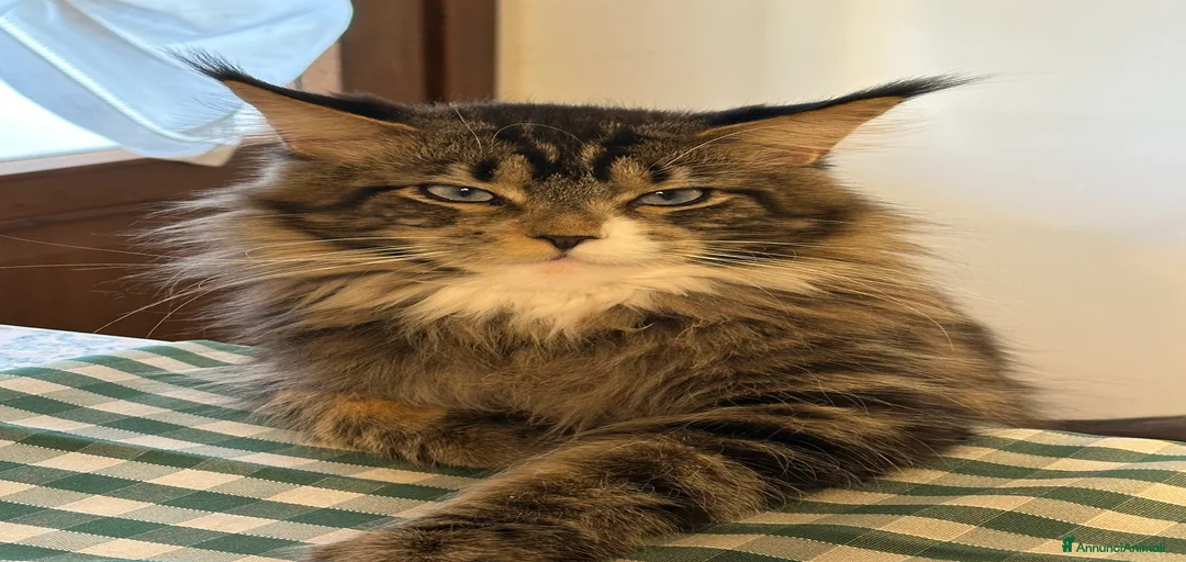 Immagine della galleria {{count}}