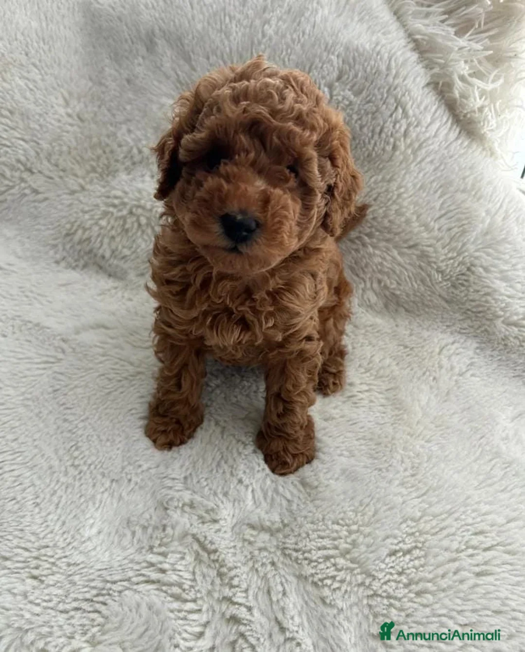 Barboncino Toy cani in vendita: Barboncini toy rossi - Annuncio 2