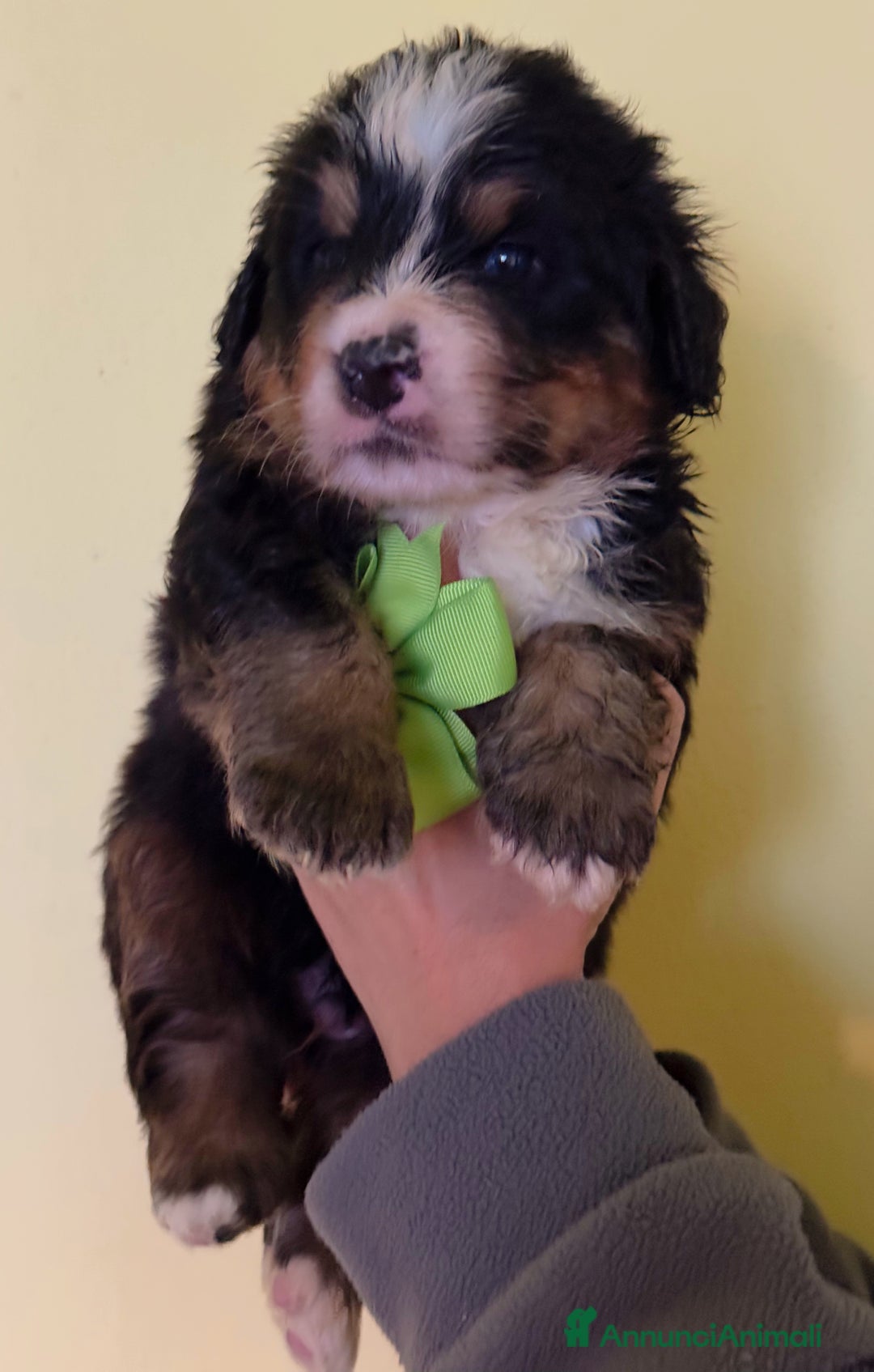 Bovaro del Bernese cani in vendita: Disponibili Cuccioli Bovaro Del Bernese - Annuncio 6