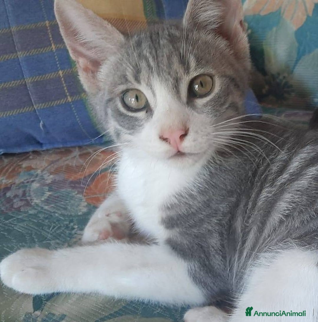 Europeo gatti in regalo: DENNY, adorabile gattino in adozione! - Annuncio 6