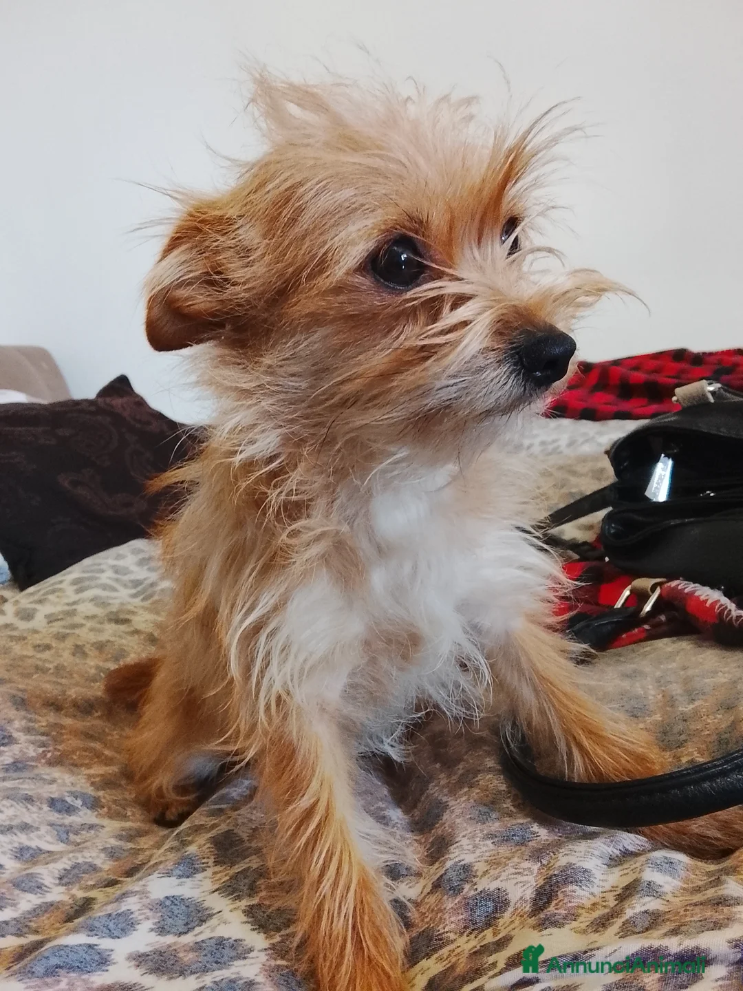 Meticcio cani in regalo: Cane in regalo a Provincia di Padova - Annuncio 1