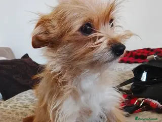 Meticcio cani Cane in regalo - Annuncio 8