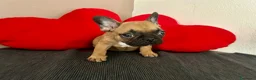 Bulldog Francese cani in vendita: Cucciolo di bulldog francese Mini Toy  - Annuncio 6