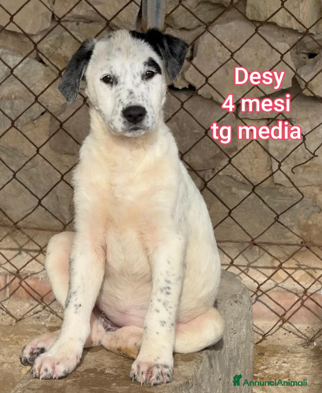 Meticcio cani in regalo: CUCCIOLI SENZA CASA TENERISSIMI  - Annuncio 13