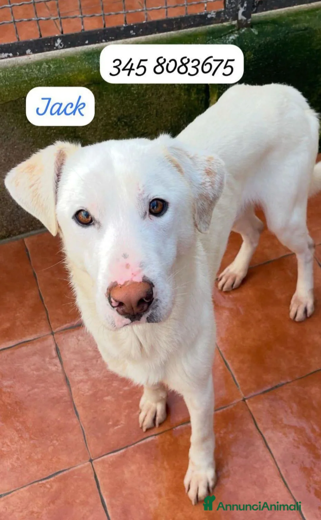 Meticcio cani in regalo: 1anno tg 15kg fra 7gg entrera' in 1pessimo canile! - Annuncio 1