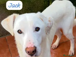 Meticcio cani 1anno tg 15kg fra 7gg entrera' in 1pessimo canile! - Annuncio 3