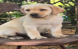 Labrador cani in vendita: Cuccioli Labrador  a Provincia di Perugia - Immagine 25