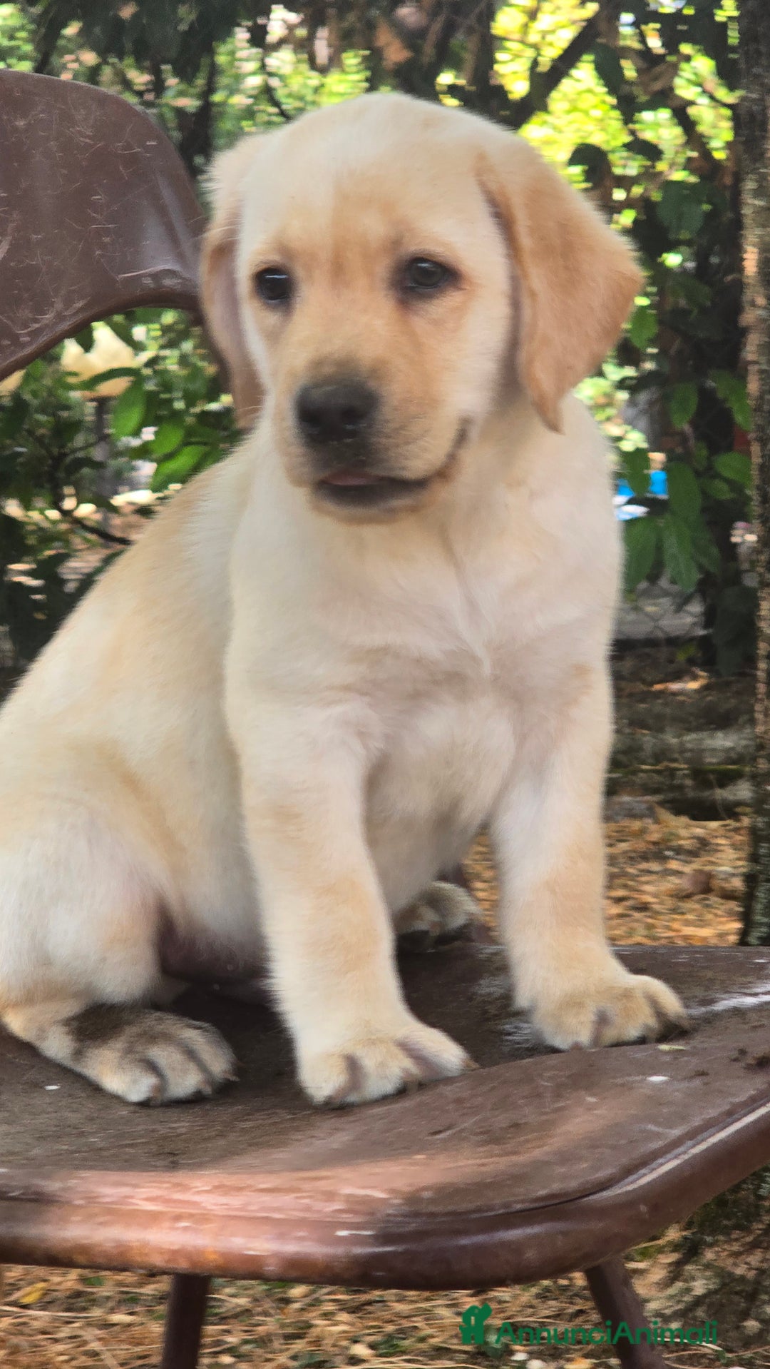 Labrador cani in vendita: Cuccioli Labrador  a Provincia di Perugia - Immagine 25
