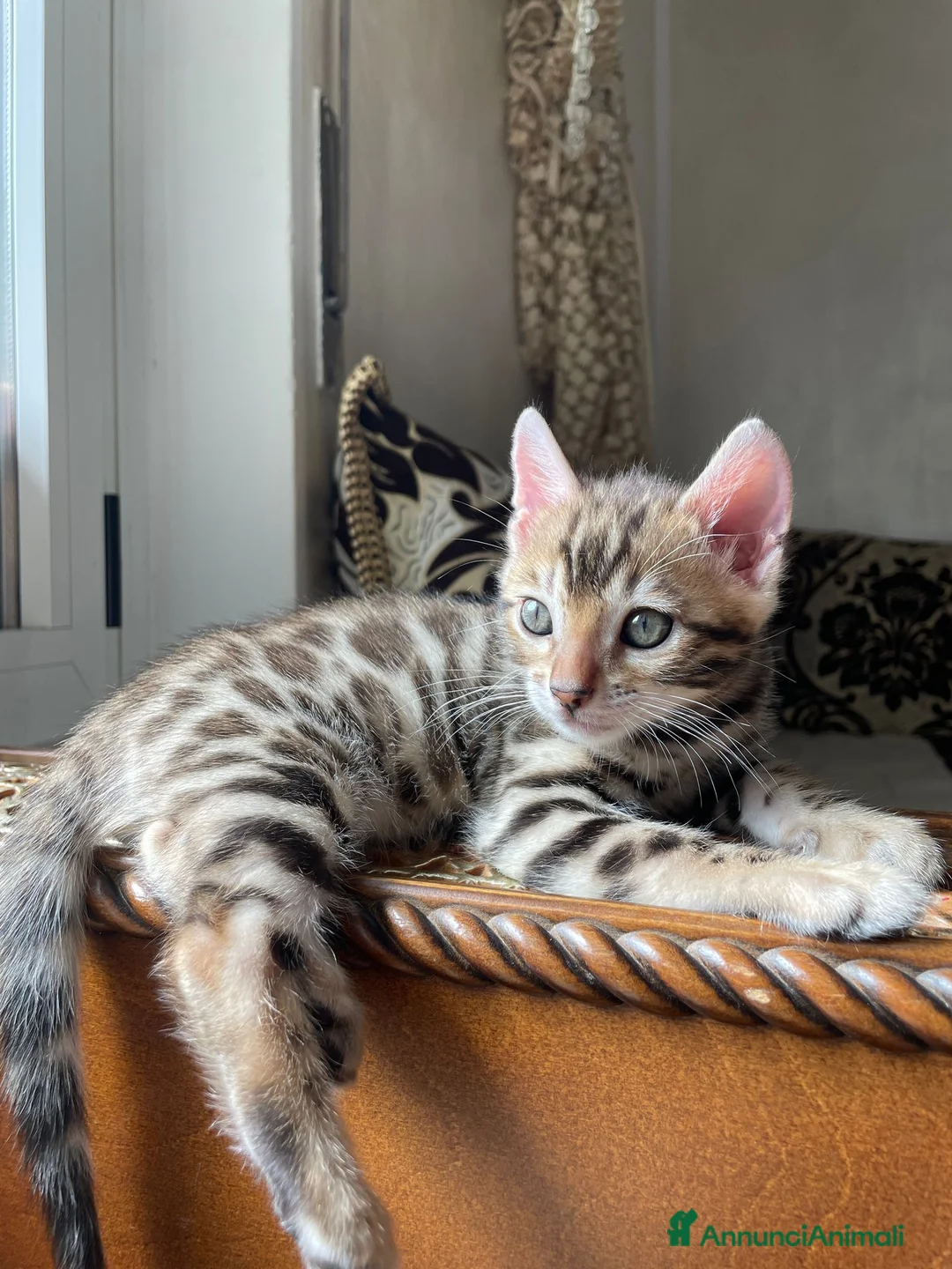 Bengala gatti in vendita: Cuccioli bengala  - Annuncio 10