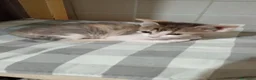 Europeo gatti in regalo: GATTE E GATTINE a Provincia di Piacenza - Annuncio 3
