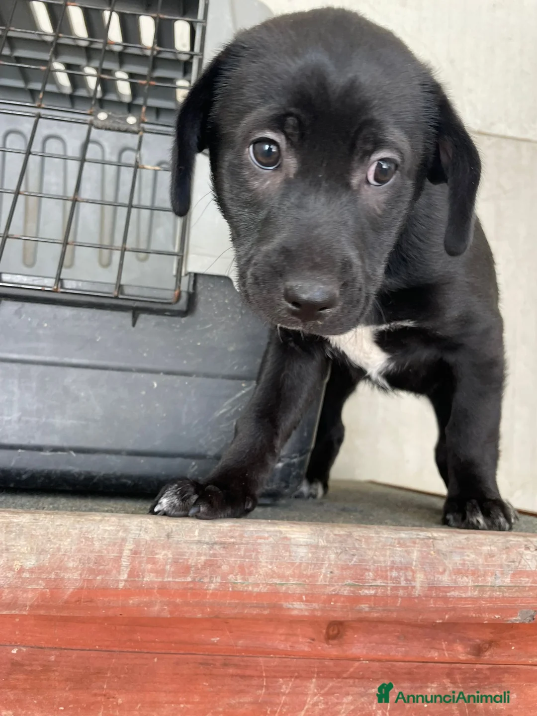 Meticcio cani in regalo: MAX E VITTORIA - Annuncio 6