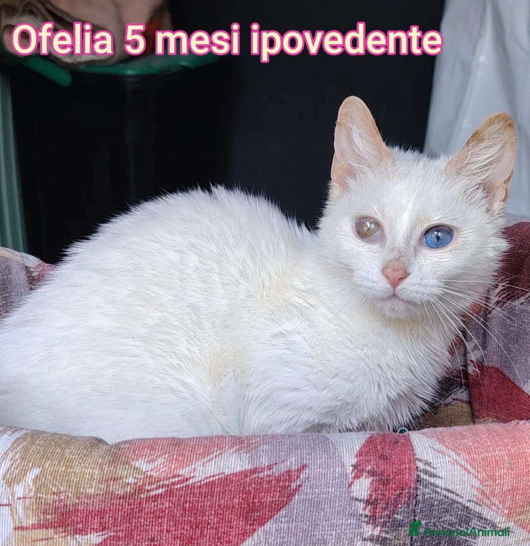 Altre razze gatti in regalo: GATTINI SOLI ED ESCLUSI a Città Metropolitana di Genova - Annuncio 2