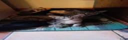 Meticcio gatti in regalo: Regalo gattini (gatti) di 2 mesi - Annuncio 4