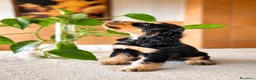 Cocker cani in vendita: Cuccioli di Cocker Spaniel Inglese  - Annuncio 6