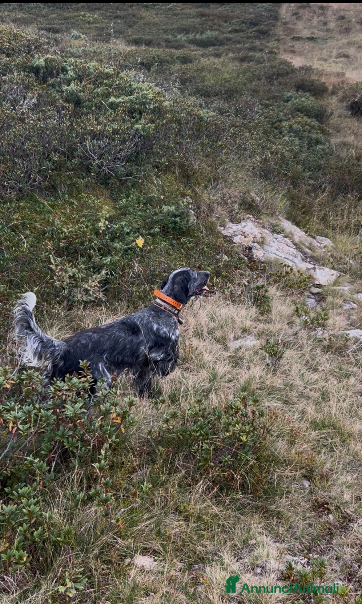 Setter Inglese cani Cuccioli setter inglese  - Annuncio 4