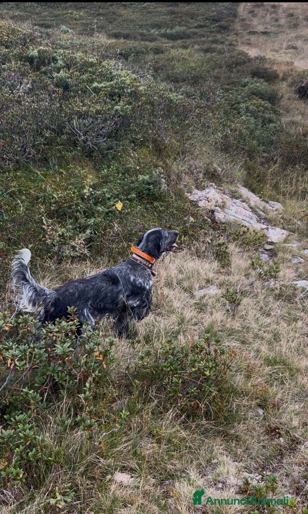 Setter Inglese cani in vendita: Cuccioli setter inglese  - Annuncio 1
