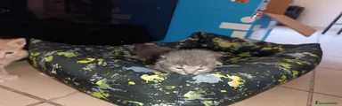 Certosino Gattino 3