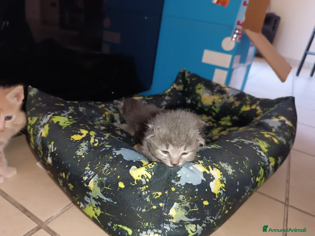 Certosino gatti in vendita: Gattini nati il 13 aprile  - Annuncio 13