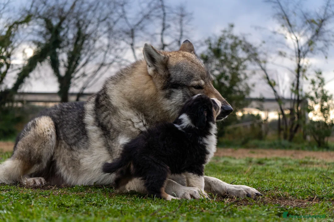 Australian Shepherd cani in vendita: Australian Shepherd  - Annuncio 17