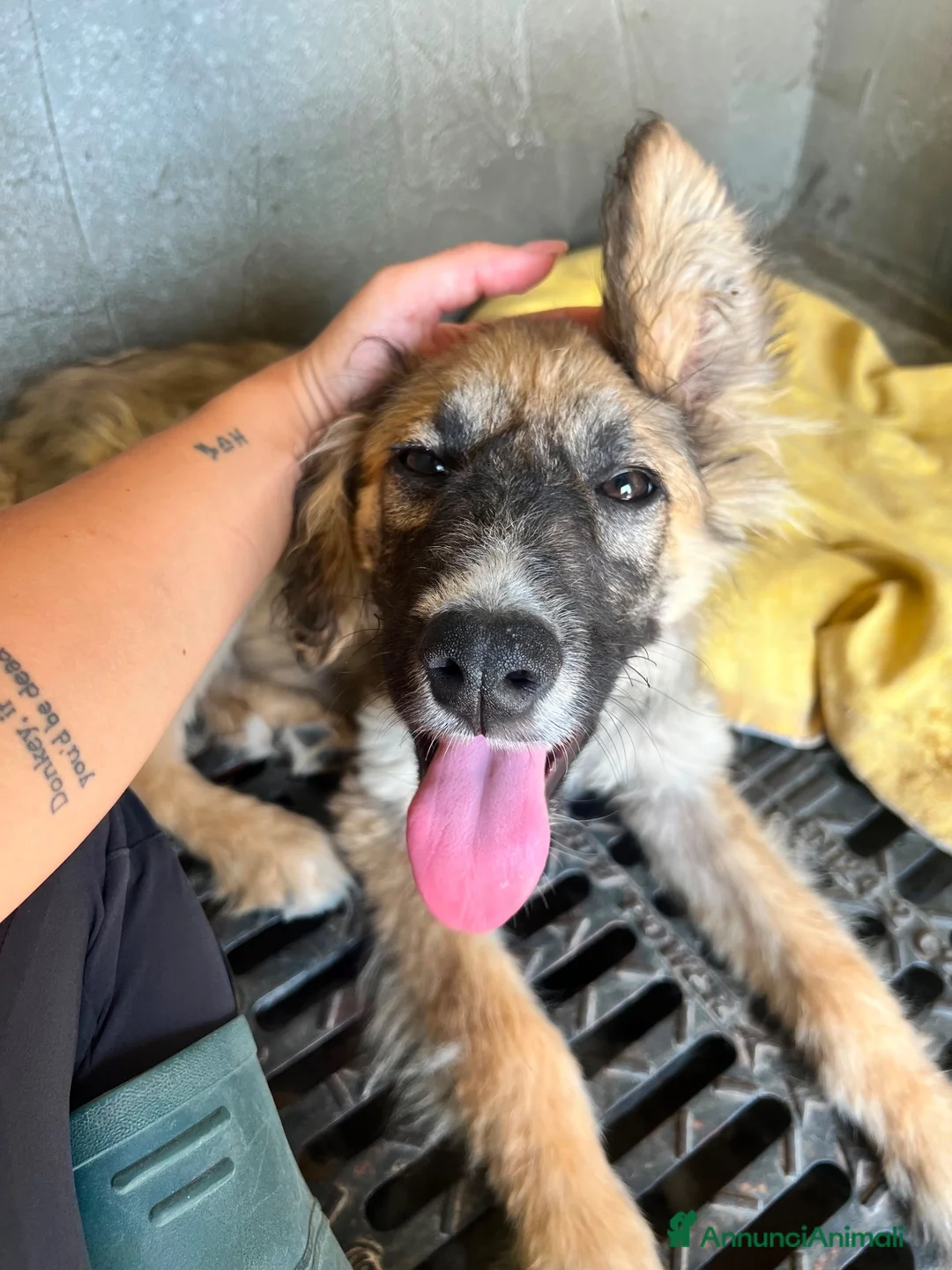 Meticcio cani in regalo: Tetris a Città Metropolitana di Genova - Annuncio 2