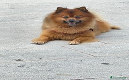 Volpino Pomerania cani per accoppiamento: Volpino Pomerania disponibile per accoppiamento  - Immagine 2