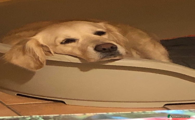 Golden Retriever cani a Provincia di Ferrara - Annuncio 5