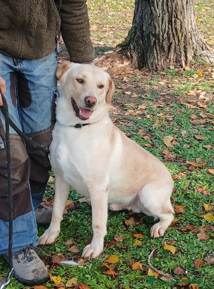 Meticcio cani CESARE INC. LABRADOR HA BISOGNO DI TE - Annuncio 13