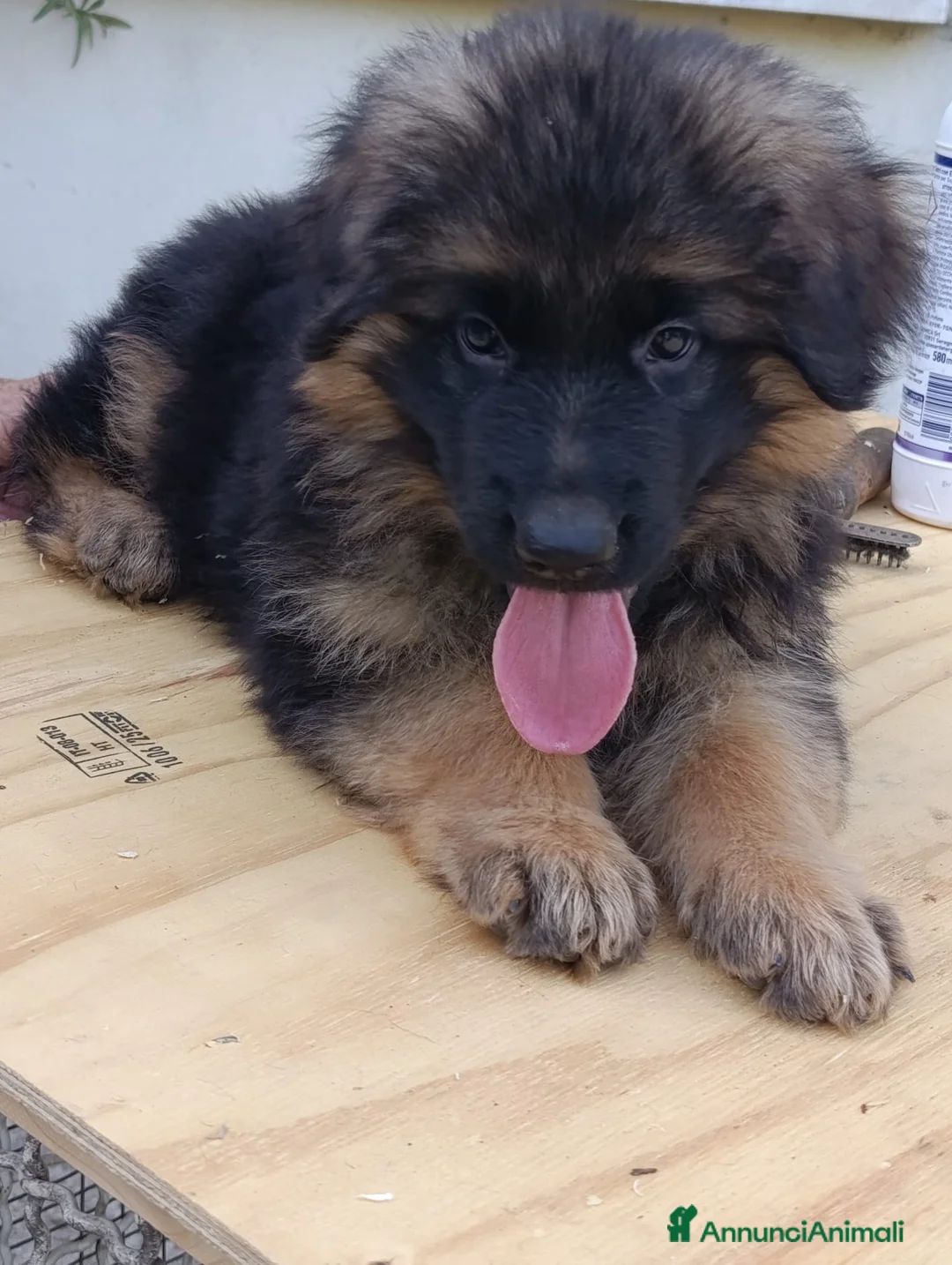 Pastore Tedesco cani in vendita: Bellissimi cuccioli Pastore Tedesco - Annuncio 2