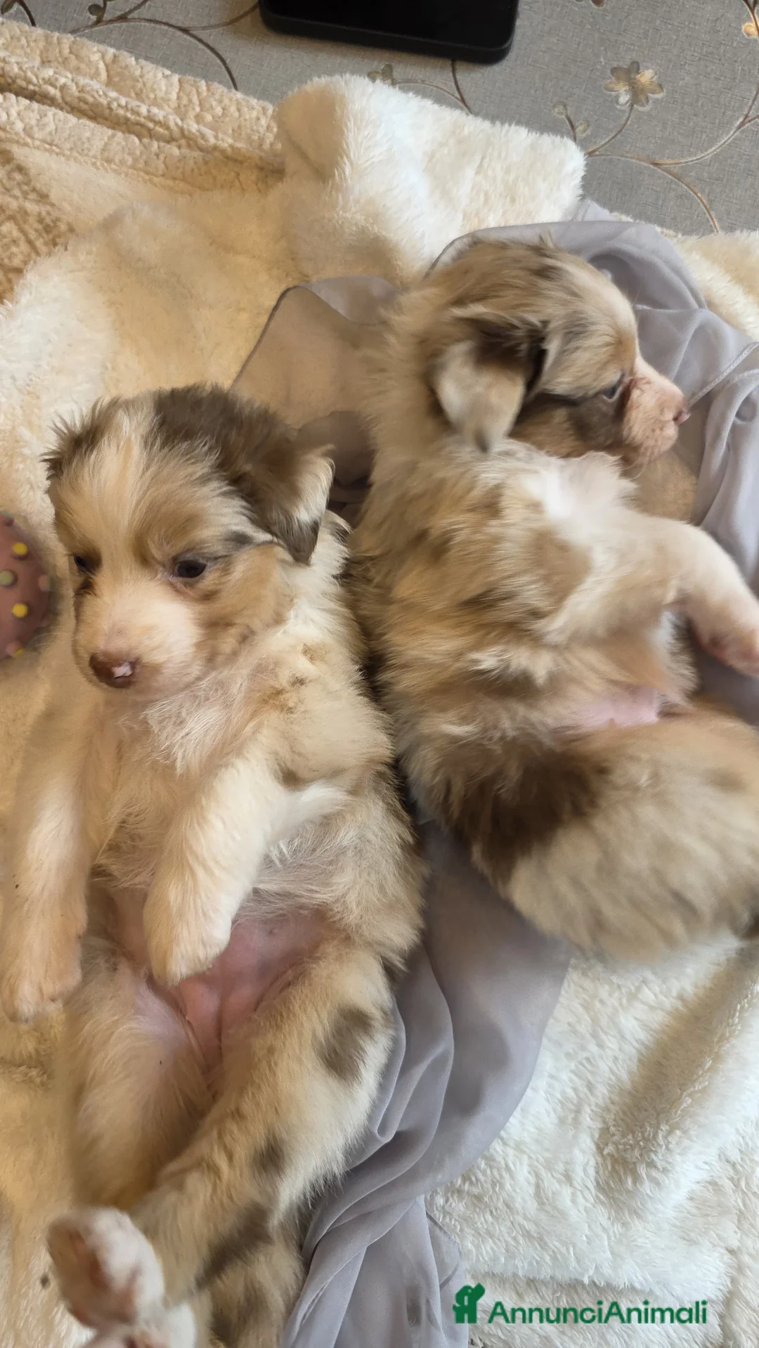 Australian Shepherd cani in vendita: Vendita cuccioli australian  shepherd  - Annuncio 19