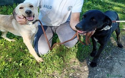Labrador cani in regalo: Biden, dolcissimo cucciolone simil labrador a Provincia di Latina - Immagine 7