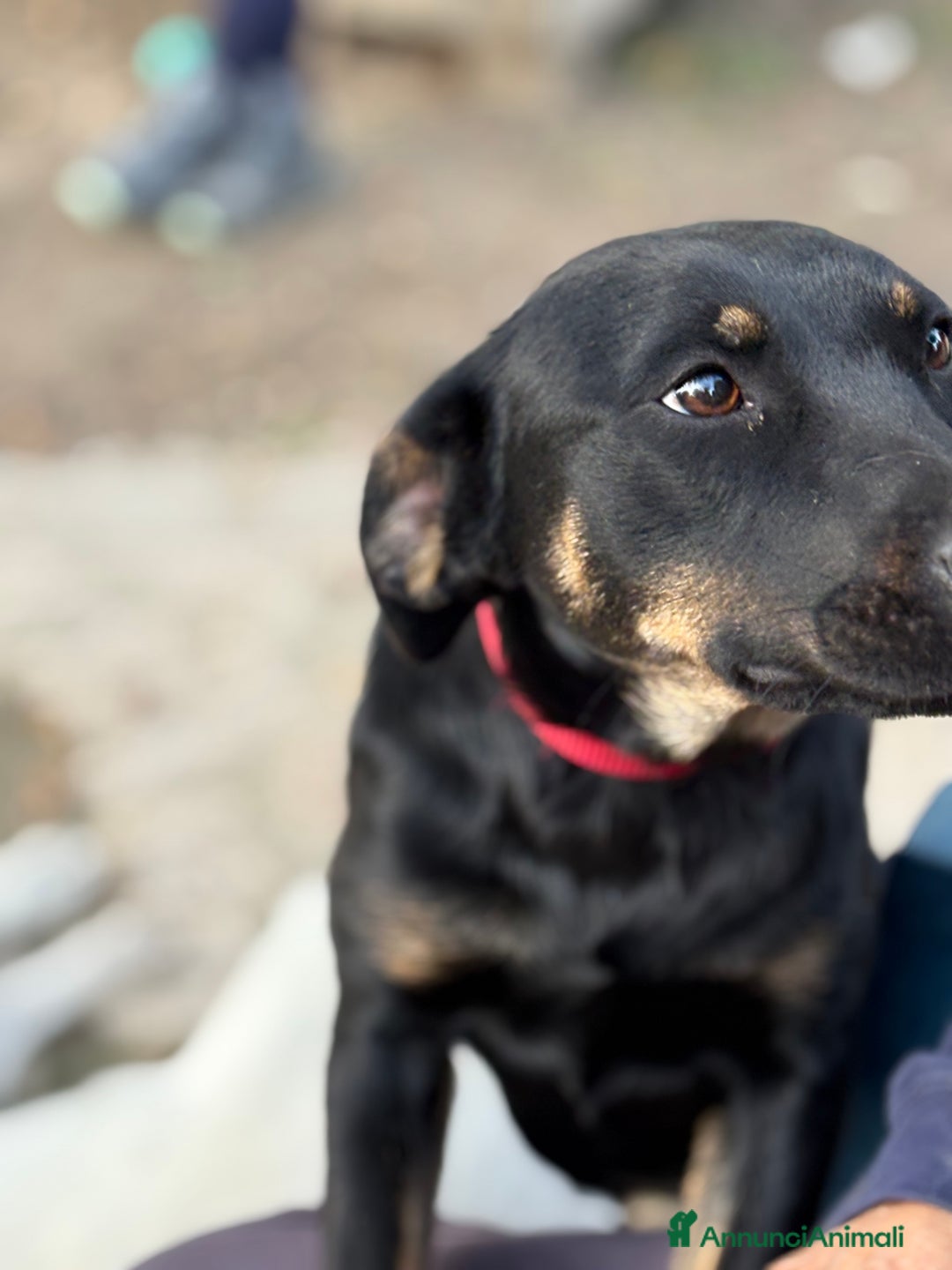 Altre razze cani in regalo: Alex e Susy cuccioli di 5 e 10 mesi cercano casa - Annuncio 12