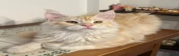 Maine Coon gatti in vendita: Maine Coon red silver  - Annuncio 2
