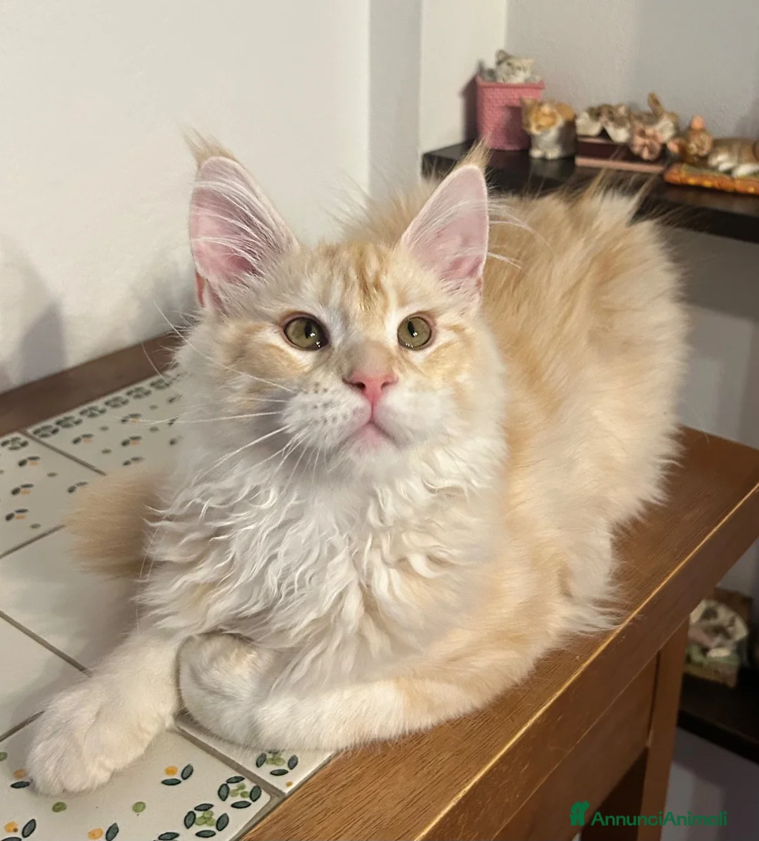 Maine Coon gatti in vendita: Maine Coon red silver  - Annuncio 2
